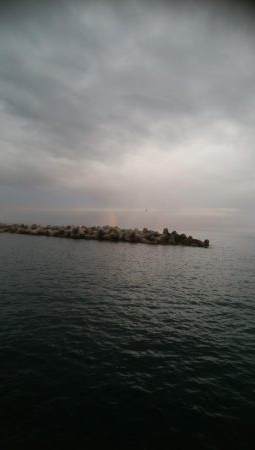 アオリイカ 5杯