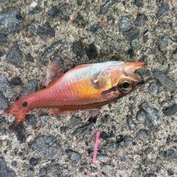 アジ、カワハギその他