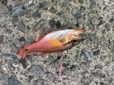 アジ、カワハギその他