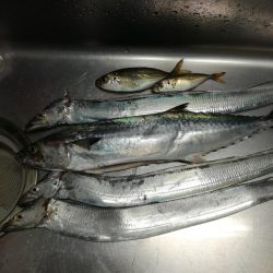 風のなかのショアジギング