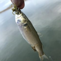 ランガンポッパー