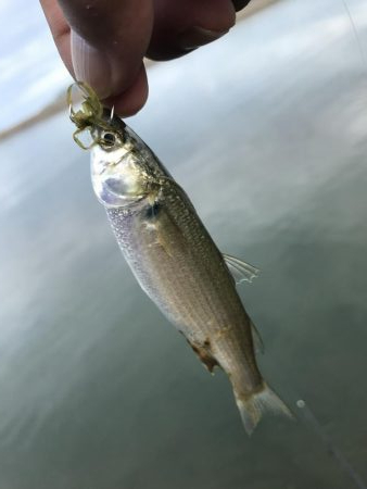 ランガンポッパー