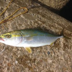 盆休み釣行ツバスのみ