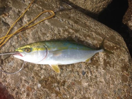 盆休み釣行ツバスのみ