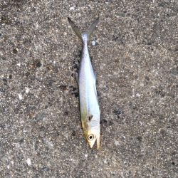 終盤タコまだいける