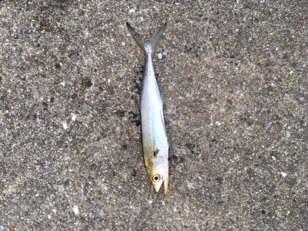 終盤タコまだいける