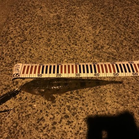 西舞鶴でマゴチ！