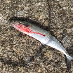 メクリアジ・サゴシ