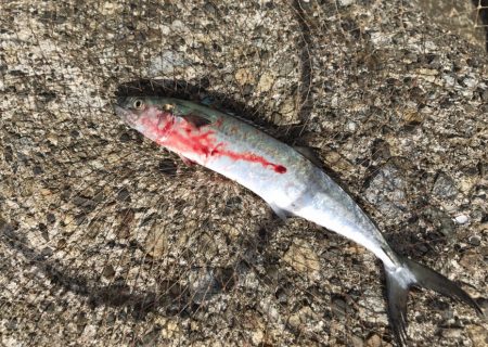 メクリアジ・サゴシ