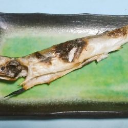 カマス大きくなったね！