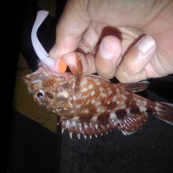 ロックフィッシュ