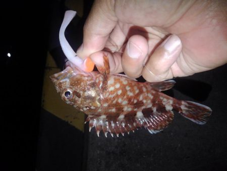 ロックフィッシュ