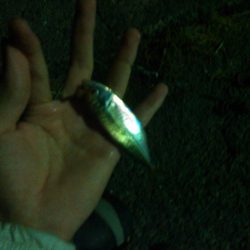 マダイとクロサギ