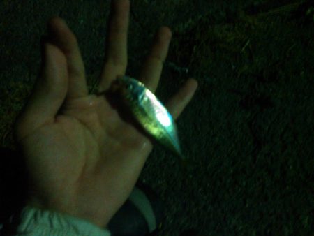 マダイとクロサギ