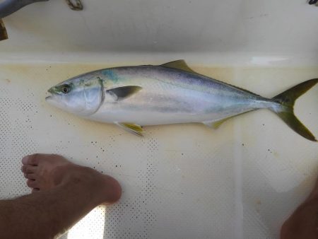 アコウ狙いの青物釣り