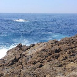 シイラどこよ？