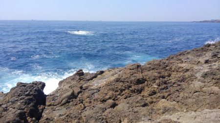 シイラどこよ？