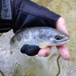 揖保川渓流釣り