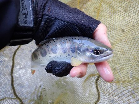 揖保川渓流釣り