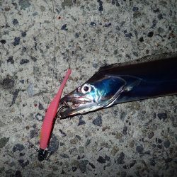 武庫川一文字にタチウオがやってきた！