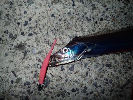 武庫川一文字にタチウオがやってきた！