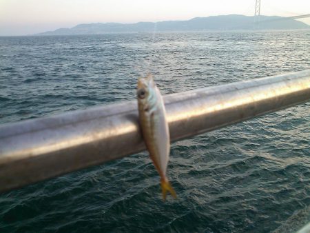 小アジにウルメイワシ！