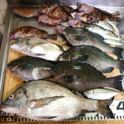 涼しい半夜でチヌ&グレ!