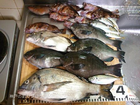 涼しい半夜でチヌ&グレ!