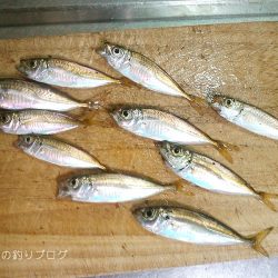 3歳とサビキ釣り