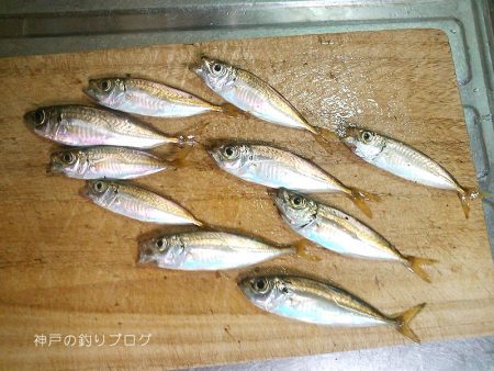3歳とサビキ釣り