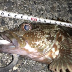 ライトゲームでクロダイ、カサゴ