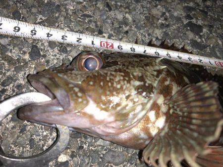 ライトゲームでクロダイ、カサゴ