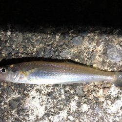 キビレ、キス、セイゴ、ハゼなど