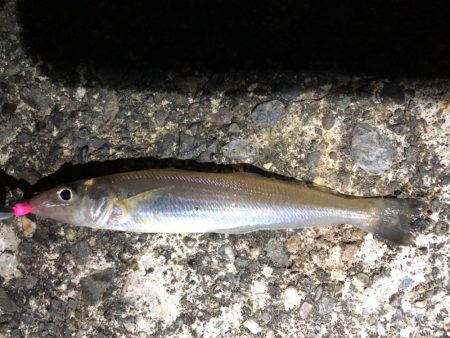 キビレ、キス、セイゴ、ハゼなど