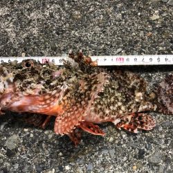 セイゴ、カサゴ、ハゼは好調