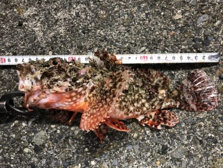 セイゴ、カサゴ、ハゼは好調