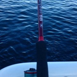 久々のシーバス