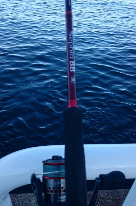 久々のシーバス