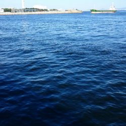 サゴシ・アジ・ボラ