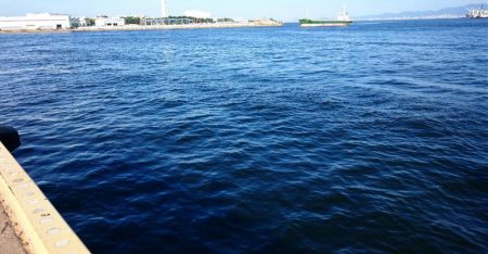 サゴシ・アジ・ボラ