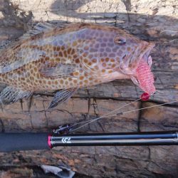 グルーパーゲーム