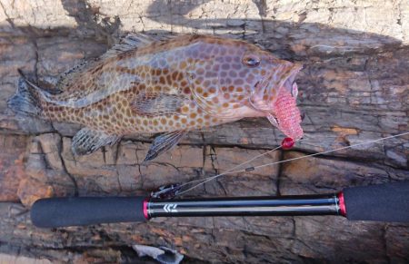 グルーパーゲーム