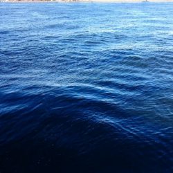 アジ◯  タチウオ×