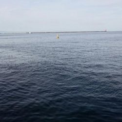 アジは好調継続中