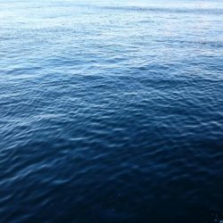 今日は癒しのアジ