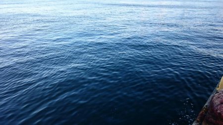 今日は癒しのアジ