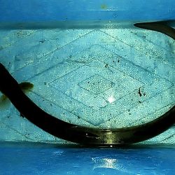 泉南周辺でウナギ釣り