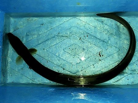 泉南周辺でウナギ釣り