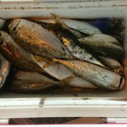 アジのサイズも良くなってきた