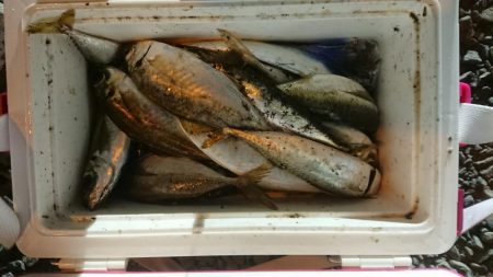 アジのサイズも良くなってきた